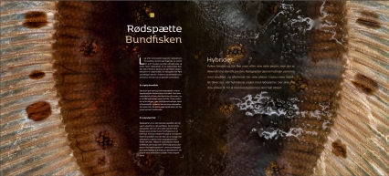 FISK - scaled-up - pages FISK - scaled-up - pages