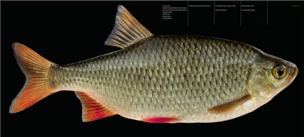 FISK - scaled-up - pages FISK - scaled-up - pages