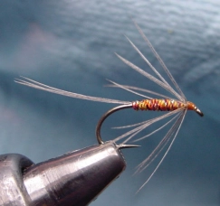 A soft hackle with a sparse, swept back hackle A soft hackle with a sparse, swept back hackle