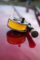 Any color as long at it's yellow Any color as long at it's yellow