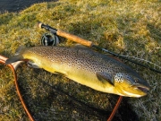 Minni beauty Minni beauty