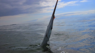 A garfish in the surface A garfish in the surface
