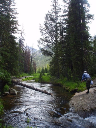 On Meadow's Edge On Meadow's Edge