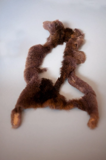 Well used nutria Well used nutria