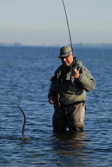 Landing a garfish Landing a garfish