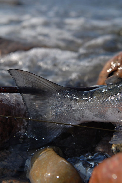 Translucent Translucent