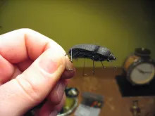 Foam bug!