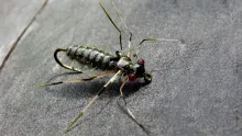 Video thumb for Dragon fly nymph