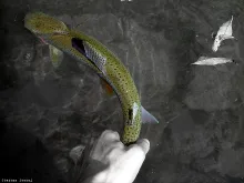User submitted picture: Rainbowtrout Release. Ris...