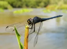 User submitted picture: A Dragonfly on the banks ...