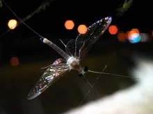 User submitted picture: Caught in a web