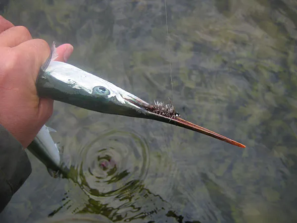 Hooked - This garfish was hooked on a fairly large sea trout fly rather than the very efficient smaller flies we usually use for this long and slender fish