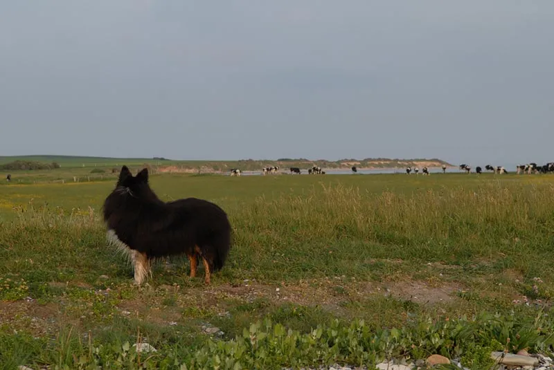 Cows gone - Divus the mad cow-dog has calmed down after the cows have disappeared