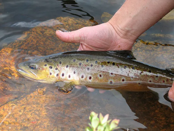 User submitted picture: A nice mountain brown fro...
