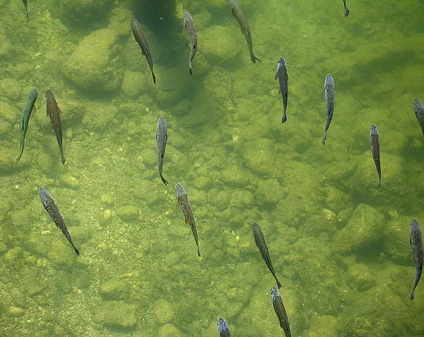 User submitted picture: Lazy River Barbs