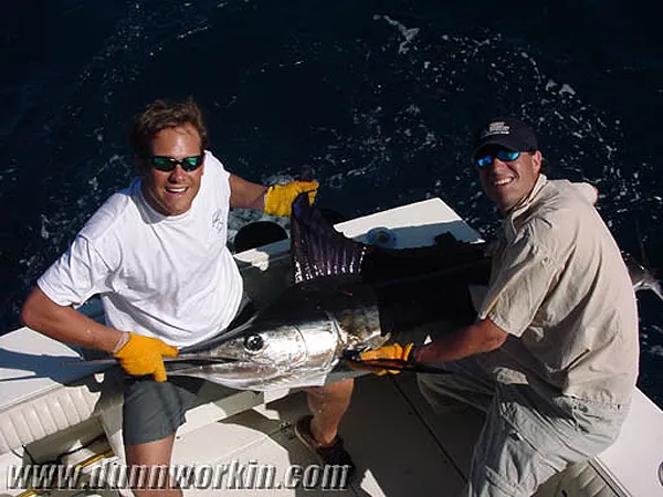 User submitted picture: Striped Marlin, Cabo San ...