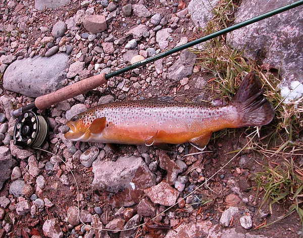 User submitted picture: An October Brownie in spa...