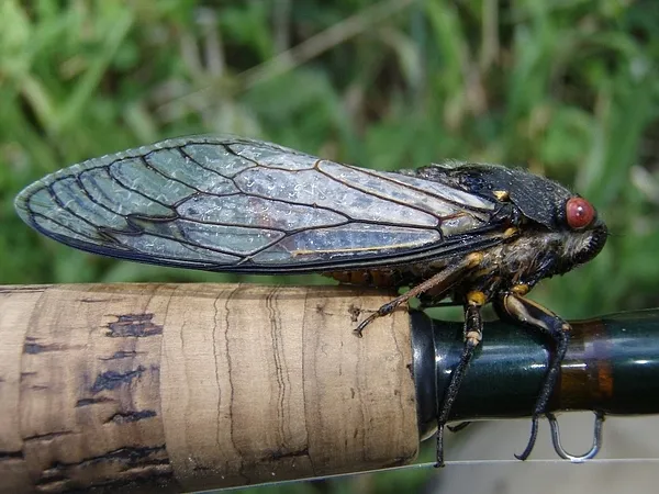 User submitted picture: This is one of the large ...