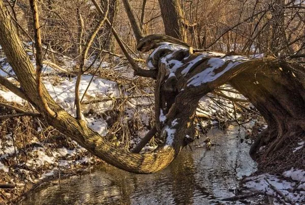 User submitted picture: Bridge