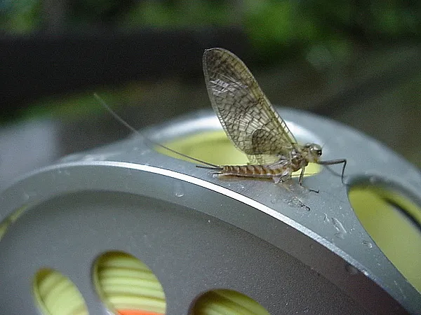 User submitted picture: ATH/Dutch reel with Mayfl...