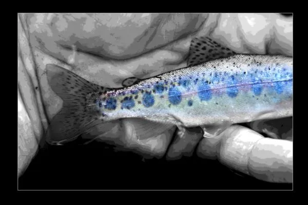 User submitted picture: Par Spots