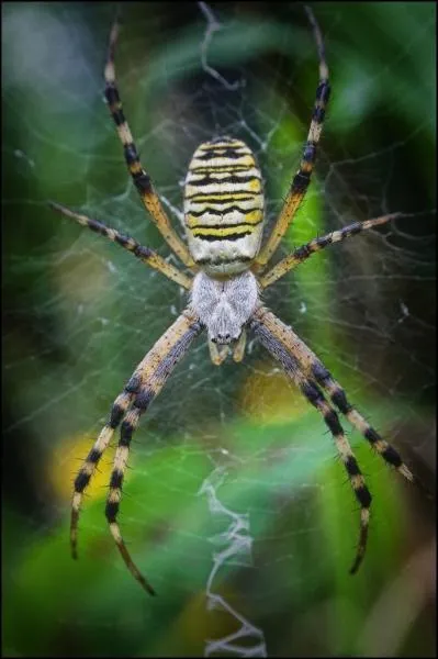 User submitted picture: Spider taken with canon 3...