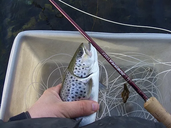 User submitted picture: Small Seatrout will be re...