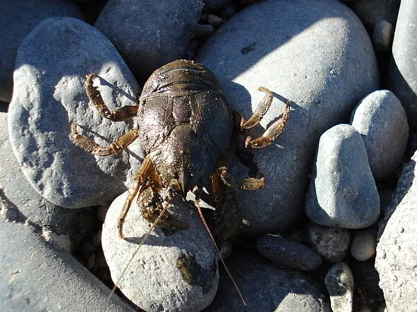 User submitted picture: PANCORA, good bite for a ...