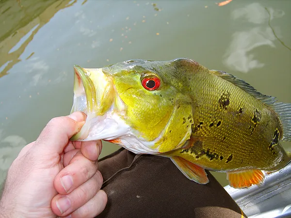 User submitted picture: This is a Peacockbass fro...